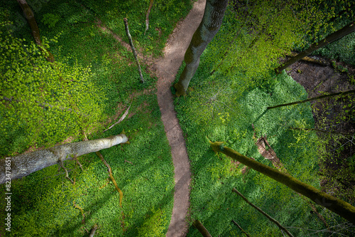 aerial view of a trail through the forest