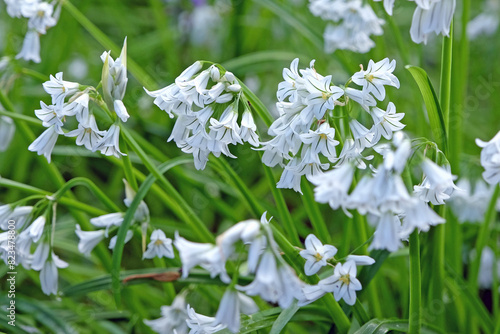 Dainty white Allium triquetrum, common names, Three Cornered Leek, snowbells, onion weed in flower.