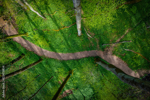 forest trail seen from above