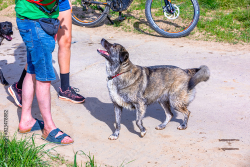 dog looking forward for a treat