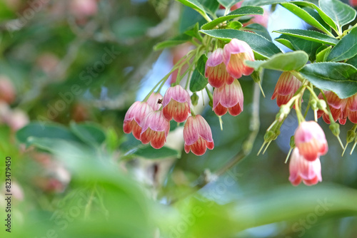 The pretty red flower bells of the Enkianthus campanulatus, commonly called redvein enkianthus ‘Victoria’ in flower. photo