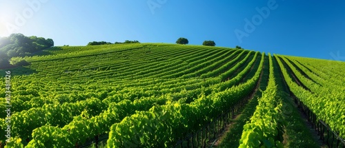 Sunny hillside vineyard with grapevines in neat rows and a clear blue sky photo