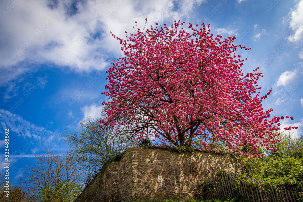 Tree with pink leaves in spring in front of an ancient wall af a castel in the rural area of germany