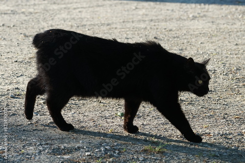 Ein schwarzer Kater ohne Schwanz photo