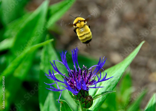Obraz na plátně Mountain bluet and a bumblebee in Franklin Park, Columbus, OH, May