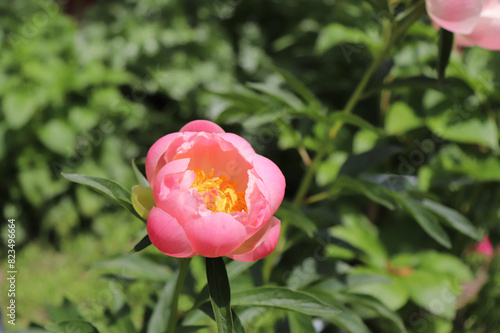 Abalon Pearl. Peony in the garden. Shot of a peony in bloom works perfectly with the green background. Spring background. Blooming, spring, flora. Flowers photo concept. Greeting cards