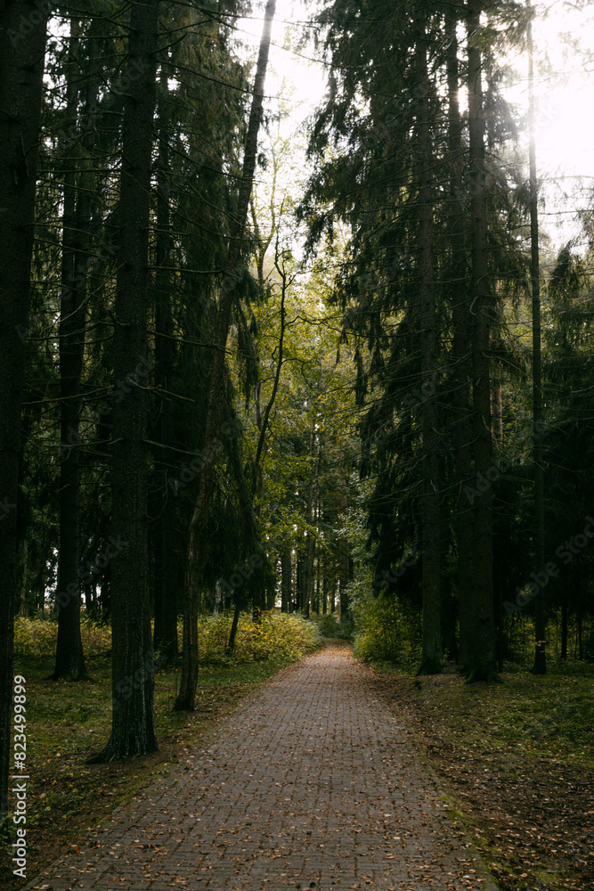 Fototapeta premium forest