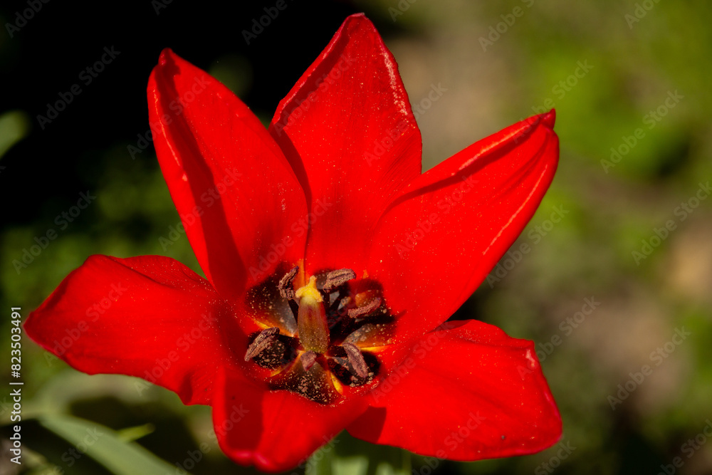 deep in a red and yellow tulip flower deep in a red and yellow tulip flower