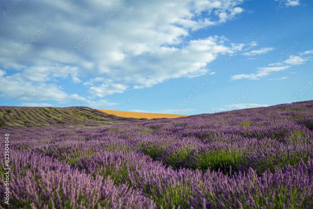 Lavender flower blooming fields Lavender flower blooming fields