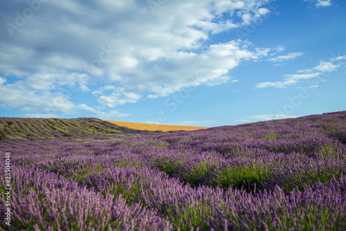 Lavender flower blooming fields © Lucky Fenix