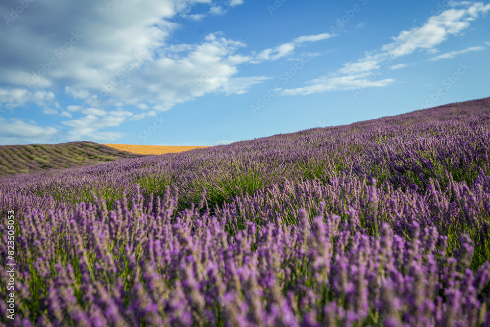 Obraz premium Lavender flower blooming fields