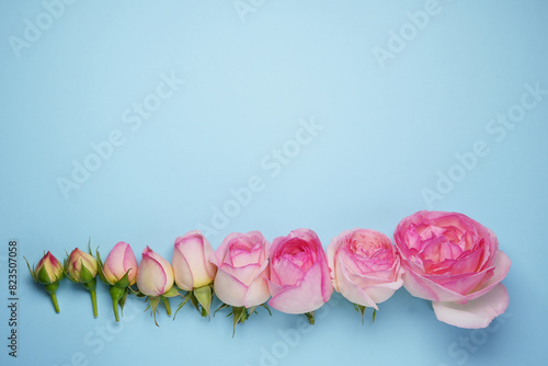 Fresh pink rose flowers on a blue background. Flower evolution concept. Top view. Flat lay. Copy space for your text. 