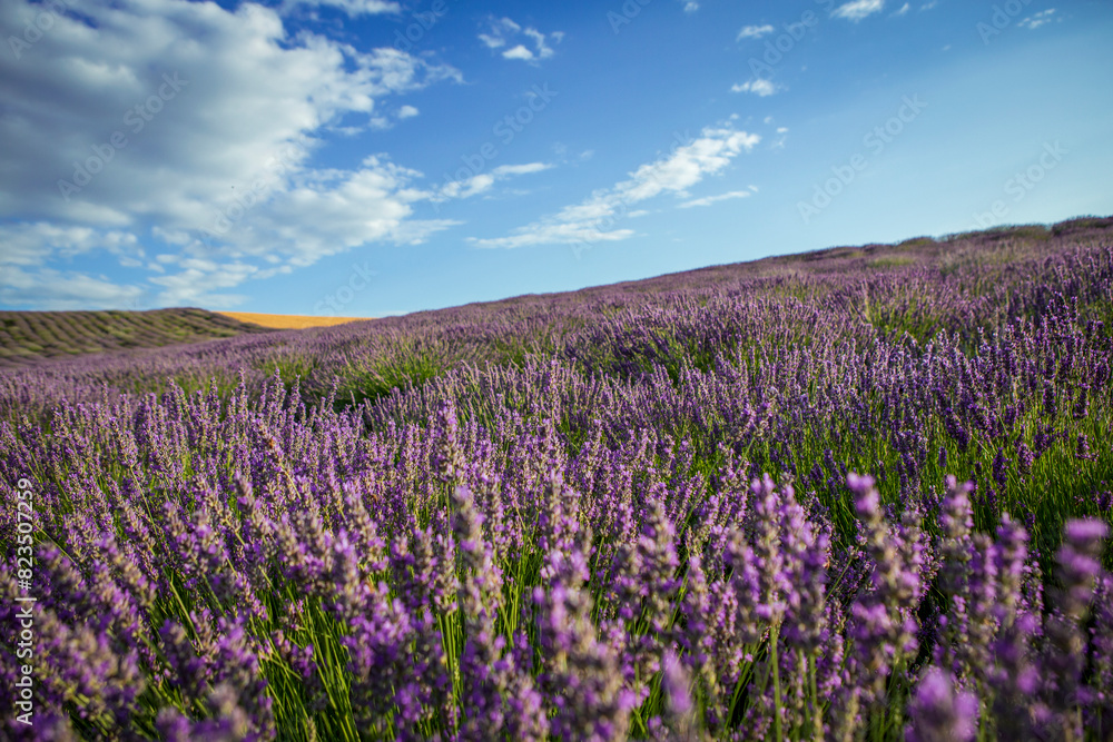 Naklejka premium Lavender flower blooming fields