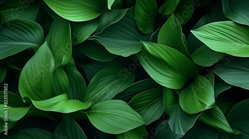 abstract background of green large leaves