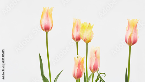 Floral Banner. Group of Red and Yellow Tulip Flowers on White Background