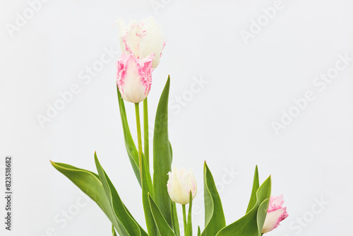 fringed tulips of white-pink delicate colors on a white empty background.