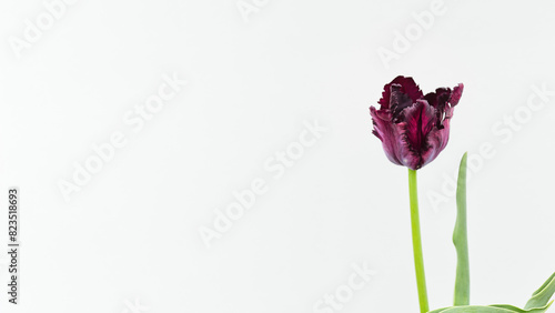 floral spring long banner. dark burgundy parrot tulip close-up.