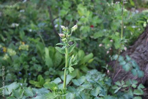 Light pink flower of the common columbine on a background of a green meadow. A species of flowering perennial plant of the genus Aquilegia the family Ranunculaceae. Beautiful summer card.