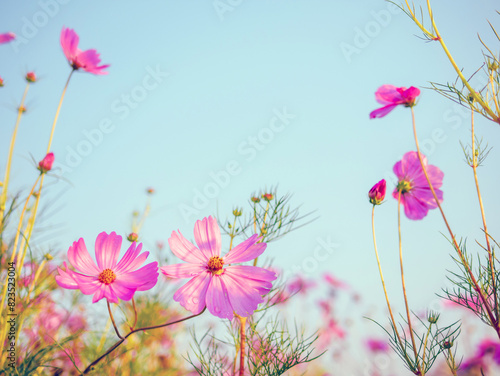 Beautiful cosmos flower field and blue sky. Low angle view nature cosmos flower wallpaper background.