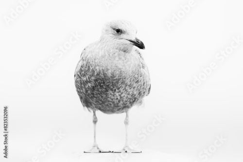 Black and white portrait of an Herring gull, Larus argentatus.  Bird in natural environment.  photo