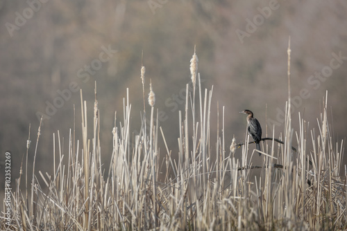 Pygmy Cormorant - Microcarbo pygmaeus, beautiful water bird from European swamps and fresh waters.  Bird in natural habitat. Slovenia photo