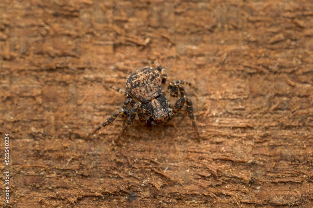 Ozyptila spec. - Lesser crab spiders. Spider in natural habitat. Belgium Ozyptila spec. - Lesser crab spiders. Spider in natural habitat. Belgium
