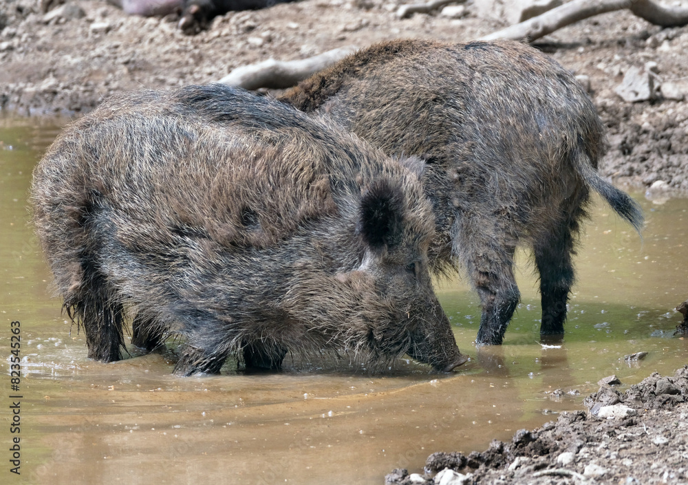 Wildschwein in freier Natur im Fruehling . Wildschwein in freier Natur im Fruehling .