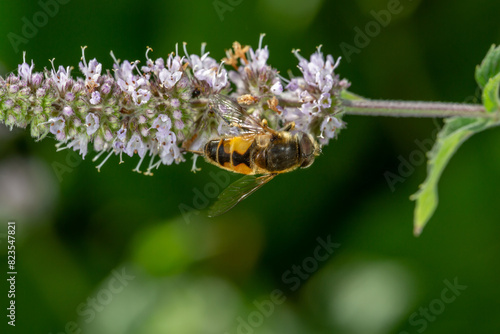 A hoverfly insect sits on a purple flower macro photography on a summer sunny day. Flower flies sits on a blooming mint plant close-up photo in the summer.   © Anton