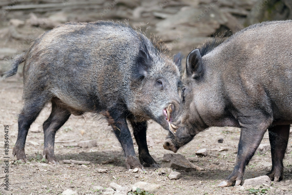 Wildschwein in freier Natur im Fruehling . Wildschwein in freier Natur im Fruehling .
