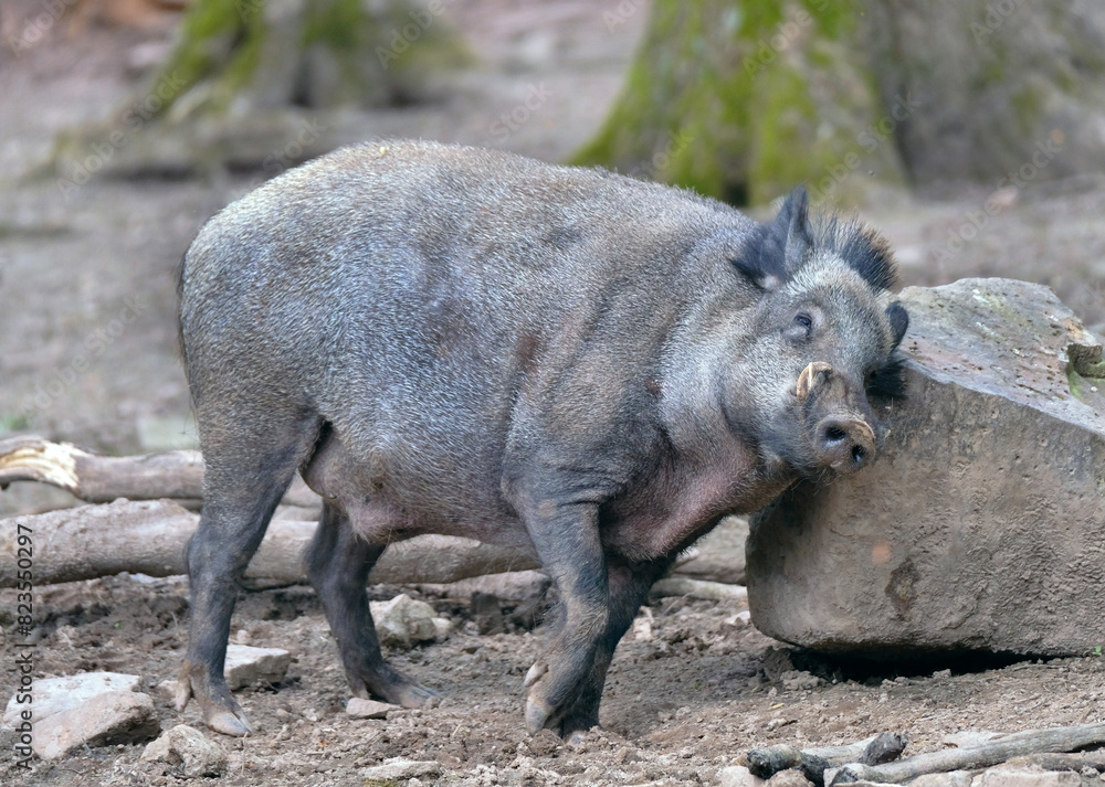 Wildschwein in freier Natur im Fruehling . Wildschwein in freier Natur im Fruehling .