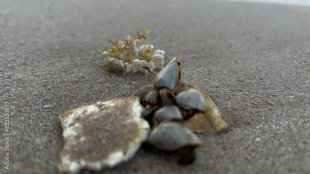 Selective focus goose barnacles moving on the beach. Selective focus goose barnacles moving on the beach.