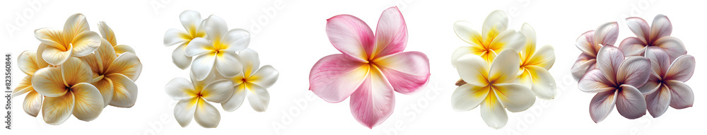 White and yellow plumeria flowers clusters with dewdrops transparent background White and yellow plumeria flowers clusters with dewdrops transparent background