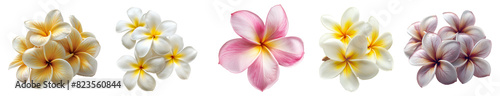 White and yellow plumeria flowers clusters with dewdrops transparent background
