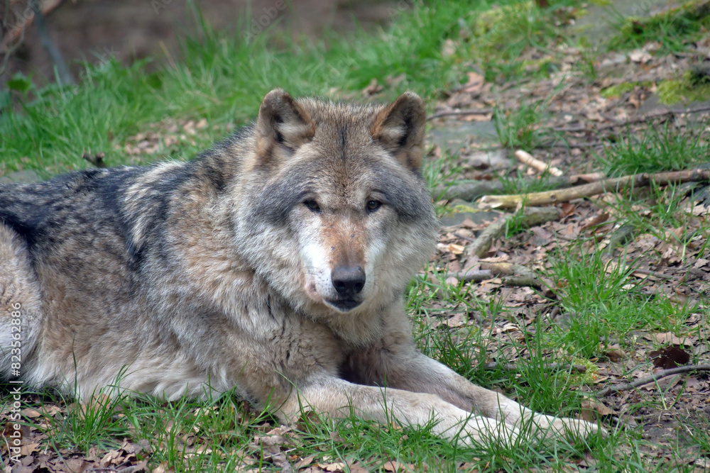 Wolf_Europaeischer Grauwolf in Aktion Wolf_Europaeischer Grauwolf in Aktion