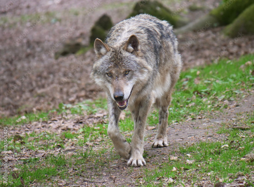 Wolf_Europaeischer Grauwolf in Aktion Wolf_Europaeischer Grauwolf in Aktion