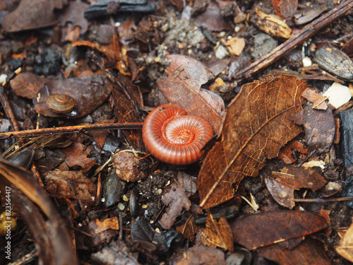 millipede on soil and moving to spiral for protec them body