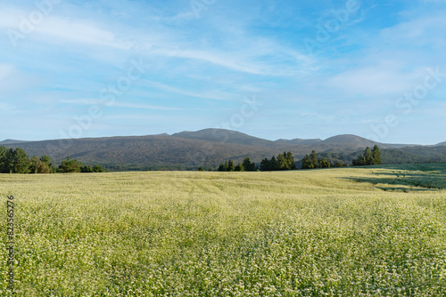 제주도 메밀 밭