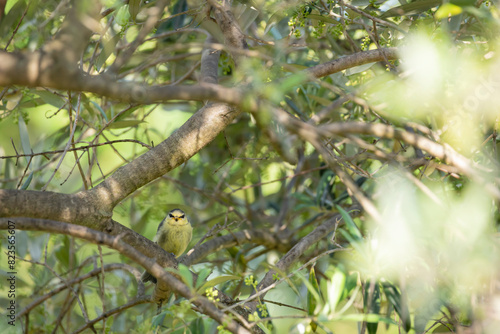 Juvenile Eurasian blue tit (Cyanistes caeruleus), small passerine bird from the tit family (Paridae), perched on an olive tree branch looking at the camera, South of France.