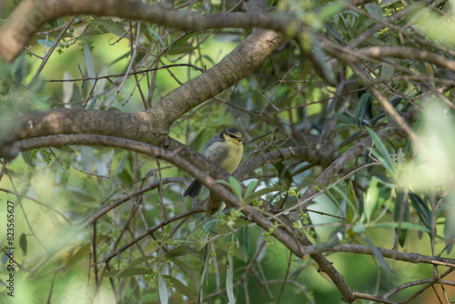 A juvenile Eurasian blue tit (Cyanistes caeruleus) perches on an olive tree branch, South of France. This small passerine bird from the tit family (Paridae) showcases its vibrant colours 