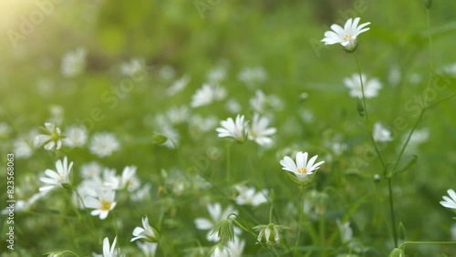 Chickweed stellaria. Beautiful white spring flowers grow in clearing in the wood. Sun shines on flowers photo