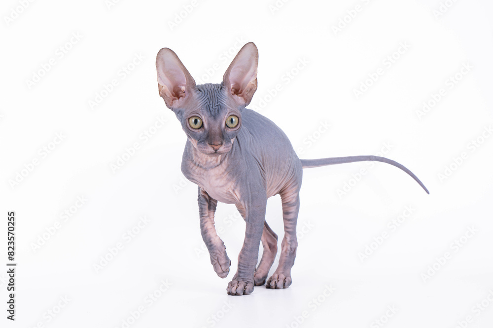 Hairless cat with long tail standing on white background