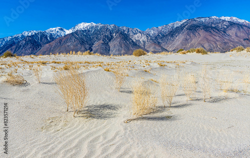 Dry Creosote Bushes on Sand Dunes With The Snow Capped Sierra Nevada Mountains, Olancha Dunes, California, USA photo