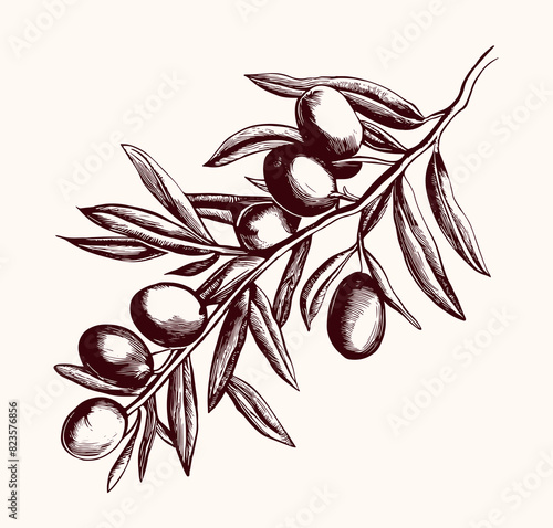 Olive tree branch with olive fruits