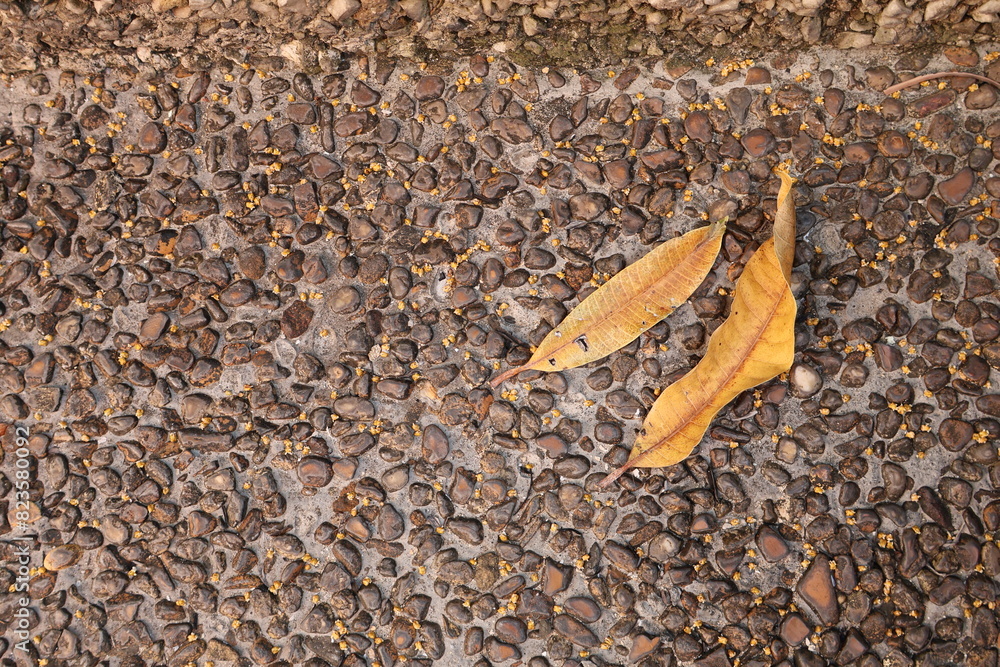 Una toma de cerca de varias hojas de un árbol de color amarilla en un suelo con piedras pequeñas Una toma de cerca de varias hojas de un árbol de color amarilla en un suelo con piedras pequeñas