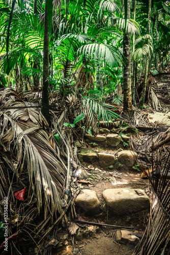 Narrow stone stairs  path in the Seychelles jungle