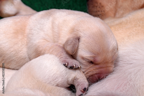 The adorable Labrador puppy has fallen asleep while nursing. © photoPepp
