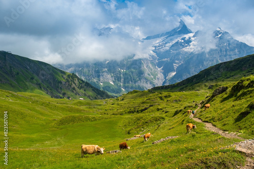 Cows in alpine valley Grindelwald. Jungfrau, Switzerland. Under the Bernese alps. Mountain village.