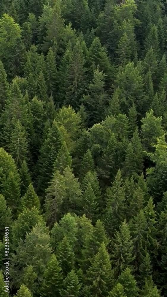 Forest green trees nature aerial view drone shot vertical video Forest green trees nature aerial view drone shot vertical video