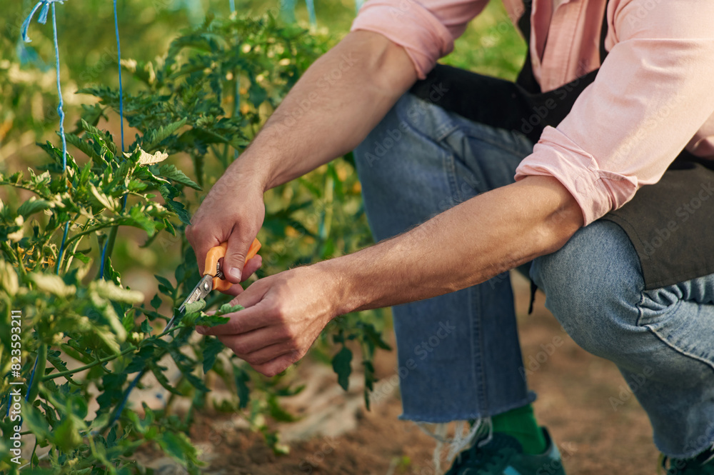 Fototapeta premium Cropped close up view. Taking care by using scissors. Man in greenhouse is working with plants