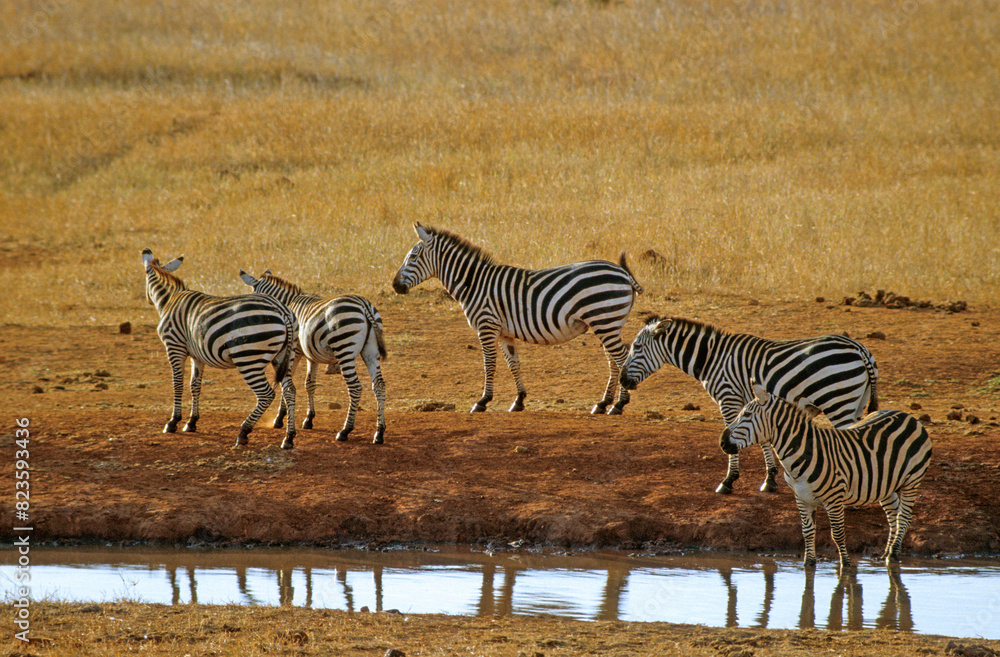 Fototapeta premium Zèbre de Grant, Equus burchelli grant, Parc national du Tsavo, Kenya